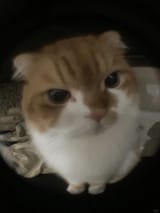 cute cat icon_