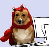 corgi concerned