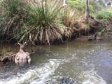 roo of the river