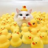 judgment level 2