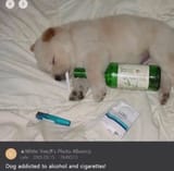 Thread 33385704 OP Image