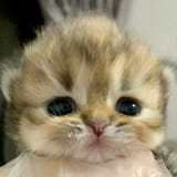httpsyboo в TikTok