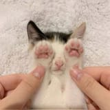 CAT!!