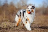 Australian-Shepherd.1