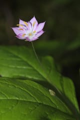 Trientalis_borealis_1177