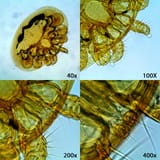 moid specimen