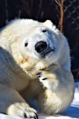 Polar-Bear