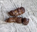 POST SCAT AND MAKE THE JANNIES LIVES A LIVING HELL (19)
