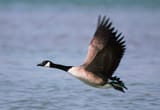 goose-Canada-North-America-741269345