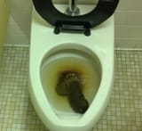 jannie turd