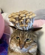 Thread 33395446 OP Image