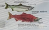 10a sockeye