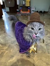 my-friends-dressed-their-cats-up-as-willy-wonka-and-an-v0-ts4tzxdu66yb1