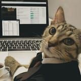 Office cat man 😼