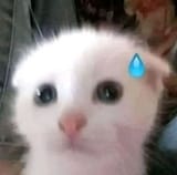 Awh cat is nervous