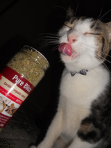 cat pure bliss eat drink