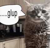 gulp-cat