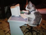 Learning MEOWcrosoft office_