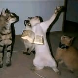 HOLY CAT
