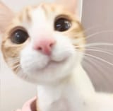 Cutie kitty