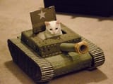 Be Aware Of These Cats In Cardboard Tanks Ready To Conquer The World