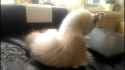 cat epic head turn_thumb.jpg