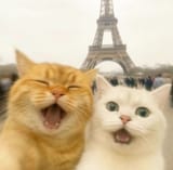 Paris and cats ☺️