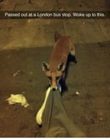 Thread 33416086 OP Image
