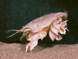 large
