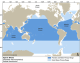 Sperm_whale_Dist_EMM