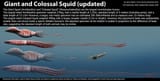 was-it-the-colossal-squid-that-attacked-sailors-in-past-v0-igytmpvljq0f1