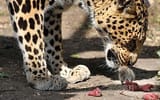 leopard_1416740c