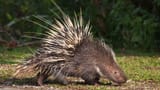 animals_hero_porcupine-374349412