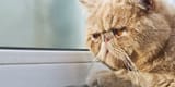sad-cat11