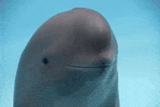 dumb-porpoise-i&#039;m-stupid