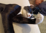 meowmeow