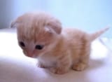 Smol