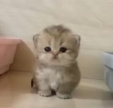 Cat🎀🐱