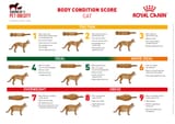 clent-hills-vets-royal-canin-body-condition-score-cat-1031x727