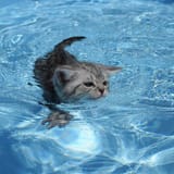 monty - bsh - cooling off