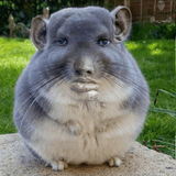 hamster-funny
