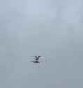 seagull launch asist_thumb.jpg