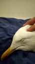 gull_thumb.jpg