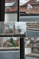 IMG_20210805_123646_3-COLLAGE