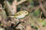 Phylloscopus inornatus