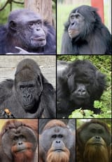 apes
