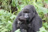 gorillas
