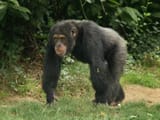 western chimpanzee