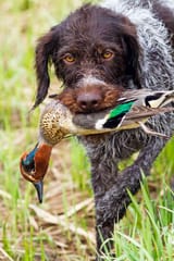 german-wirehaired-pointer-with-duck-1288033568-2000-a028a2b6f4c54c53a1afb4ae206d8332