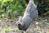 gray peacock